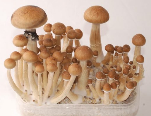 Champignons cubensis Thaï en pleine croissance