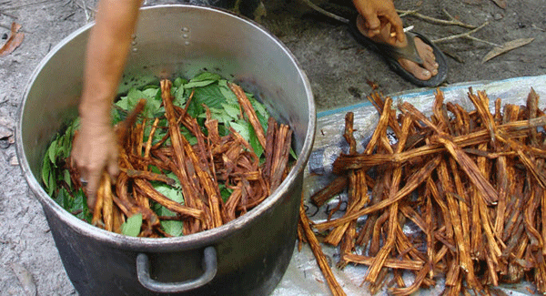 Préparation du breuvage d'ayahuasca avec l'association des plantes