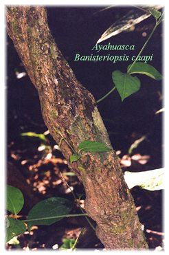 Morceaux de liane d'ayahuasca Banisteriopsis caapi prêts pour la décoction