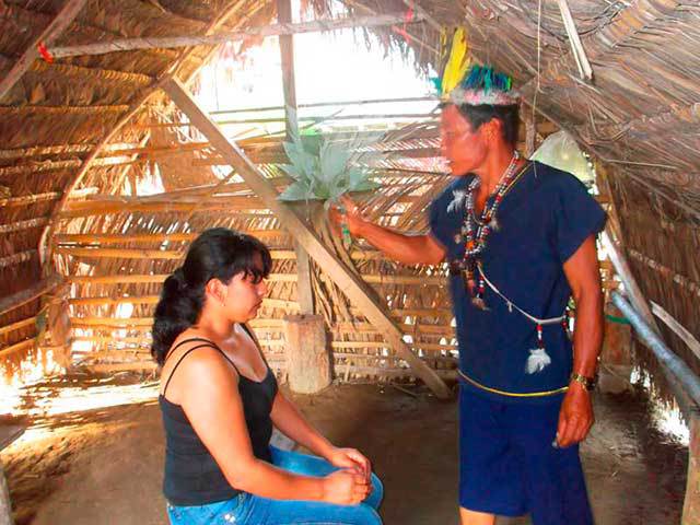 Liane d'ayahuasca Banisteriopsis caapi poussant en Amazonie