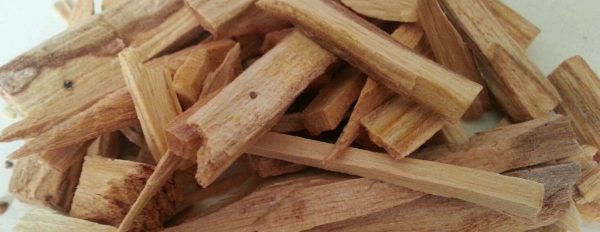 Palo Santo (bois sacré) : histoire, utilisations et comment le brûler