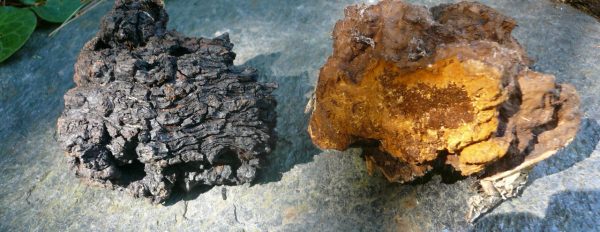 Champignon chaga : histoire, composés, durabilité et compléments alimentaires
