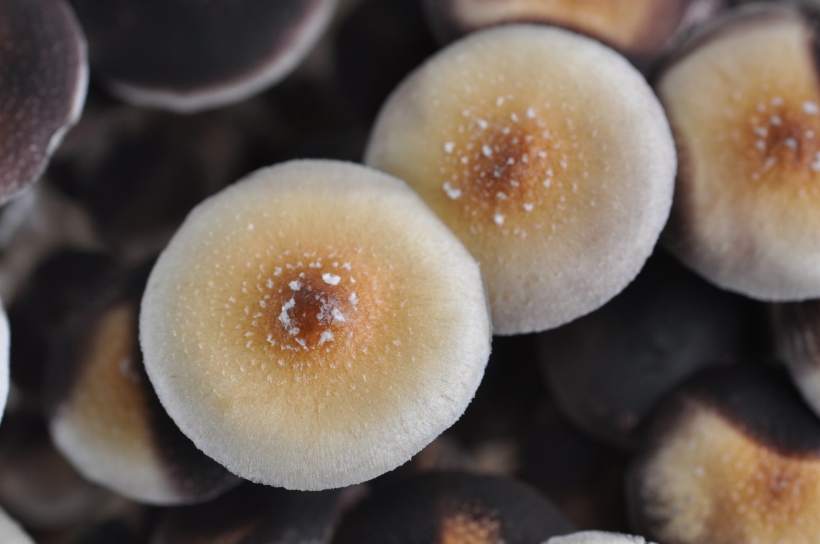 Champignons magiques Thaï