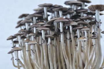 Champignons magiques Thaï