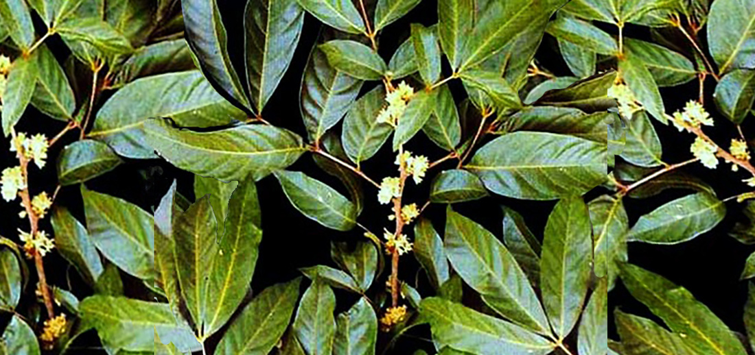 liane de Muira Puama, aphrodisiaque naturel