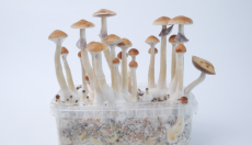 Tout savoir sur le champignon magique Treasure Coast