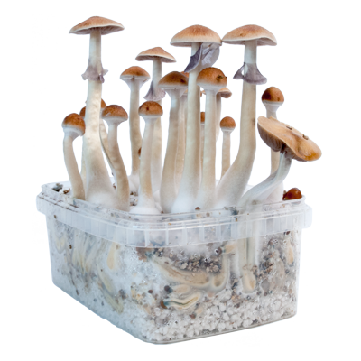 Kit de culture de champignons magiques Treasure Coast