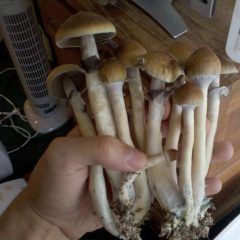 comment cueillir des champignons magiques d'un kit de culture