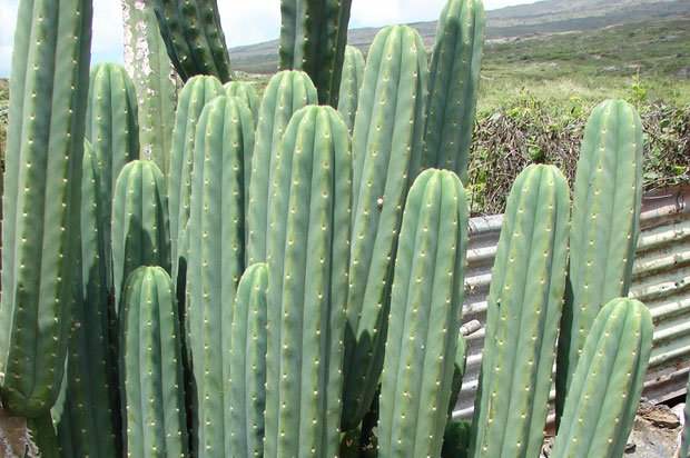 cactus san pedro champignon magique