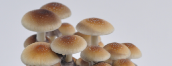 Champignon magique Golden Teacher : tout ce que tu dois savoir