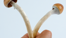 Comment cueillir tes champignons magiques depuis ton kit de culture (mise à jour 2026)