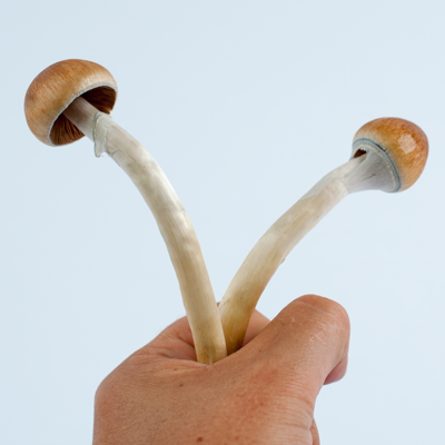 Harvesting magic mushrooms by hand — knowing when to pick is an important part of successfully growing your own magic mushrooms