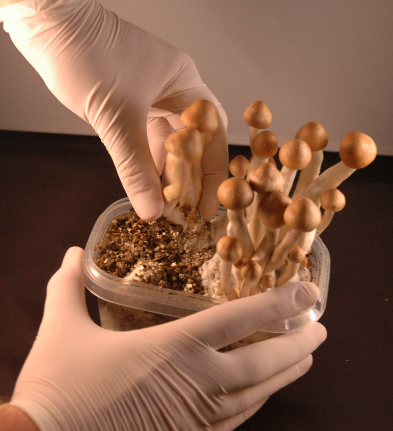 Harvesting sequence showing multiple magic mushrooms being picked from a grow kit — part of the full cycle when you grow your own magic mushrooms