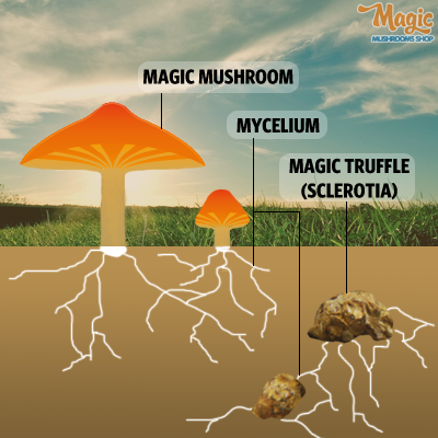Truffes magiques vs champignons magiques : schéma comparatif de croissance