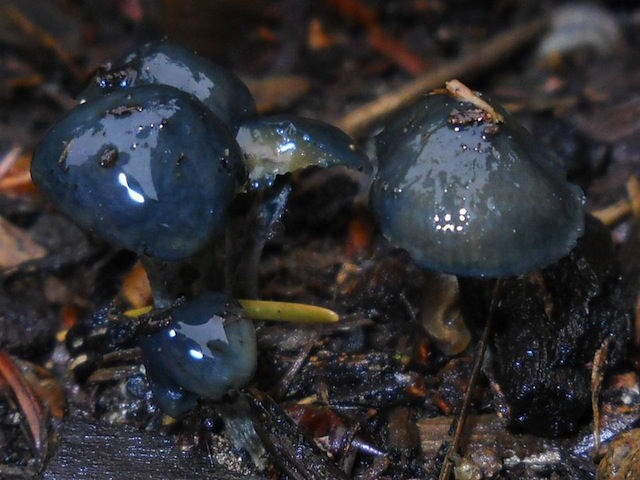 Psilocybe baeocystis
