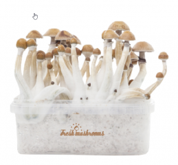 How to Grow Your Own Magic Mushrooms — The Complete Guide (2026 Update)