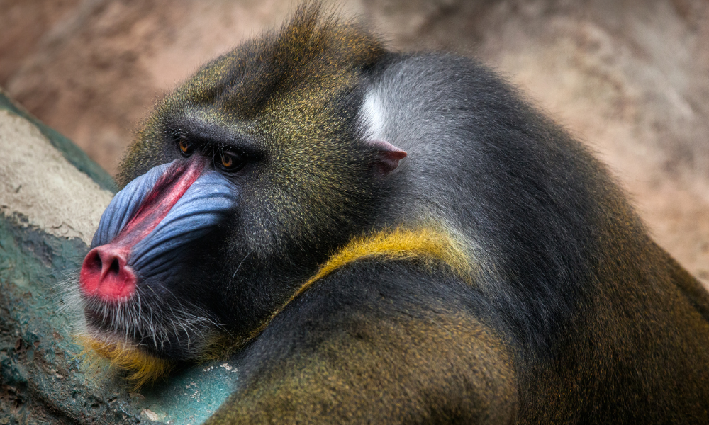 Mandrill
