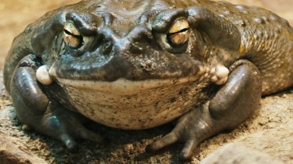 Animaux et psychédéliques : dauphins, rennes, chats et autres