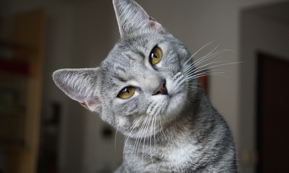 Chats