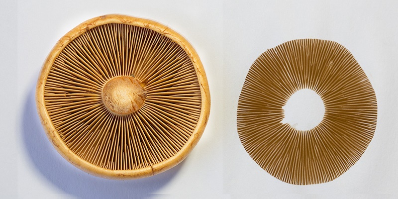Close-up of magic mushroom spores — the genetic starting point for anyone who wants to grow their own magic mushrooms from scratch
