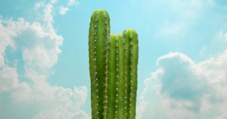 Cactus psychédéliques : guide complet du San Pedro, du peyotl et du Peruvian Torch