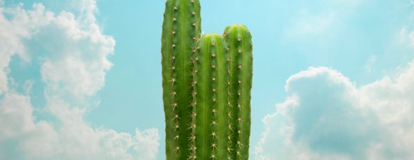 Cactus psychédéliques : guide complet du San Pedro, du peyotl et du Peruvian Torch