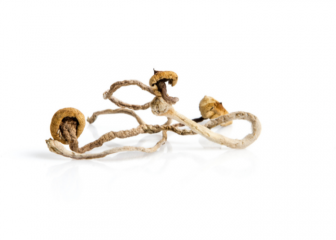Champignons magiques et cerveau