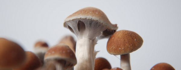 Tout savoir sur le champignon magique colombien