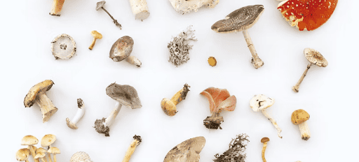 Guide des souches de champignons et truffes magiques