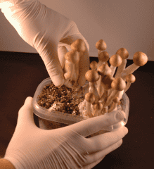 Pourquoi cultiver tes propres champignons magiques