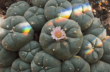 cactus peyotl psychédélique naturel versus psychédéliques de synthèse : comparaison