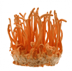 champignons médicinaux cordyceps militaris