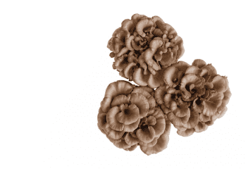 champignons médicinaux maitake Grifola frondosa