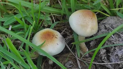 Nouvelle espèce de champignon magique découverte : la science derrière Yellow Umbo