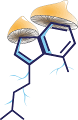 Psilocybine sans hallucinations ? Ce que révèlent deux nouvelles études