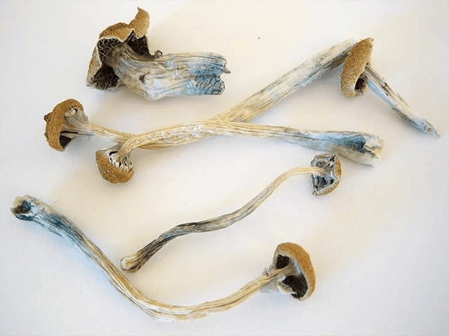 Guide des souches de champignons magiques