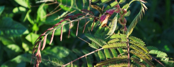 Graines de yopo : découvre le grand-père de l'ayahuasca