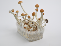 B+ magic mushroom growkit