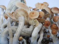 B+ psilocybe cubensis magic mushrooms shop