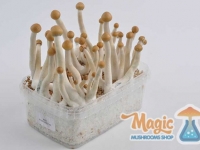 grow-mazatapec-mexican-magic-mushrooms-growkit