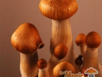 mazatapec-mexican-magic-mushrooms-detail