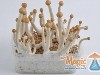 mazatapec-mexican-magic-mushrooms-flush-result