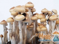 mazatapec-mexican-magic-mushrooms-harvest