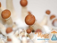 mazatapec-mexican-magic-mushrooms-pins