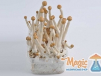 mazatapec-mexican-magic-mushrooms-side