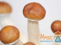 pins-mazatapec-mexican-magic-mushrooms