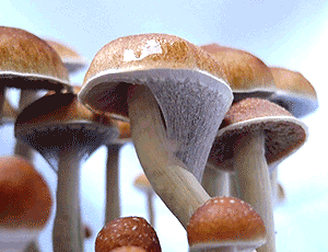 Magic Mushrooms and LSD not linked with mental health problems