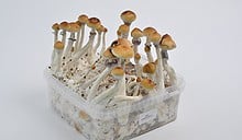 Amazonian Magic Mushrooms Grow Kit EXTRA LARGE