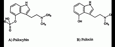 psilocybe en psilocine