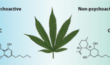 CBD Supplementen, nu verkrijgbaar!